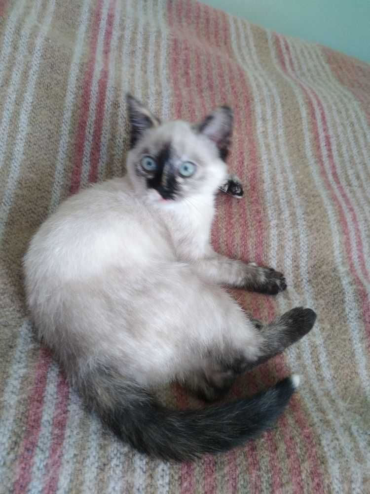 Тайский сиамский котенок черепахового окраса  tortie-point. Девочка
