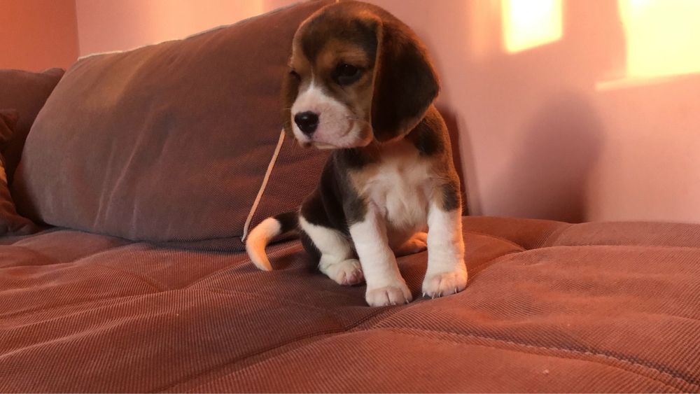 Найкрасивіші біглі