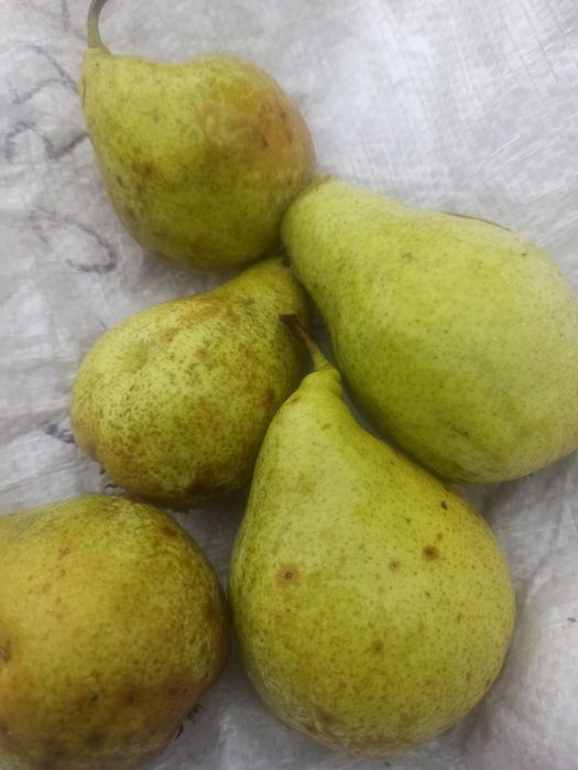 Продам домашні яблука,та груші