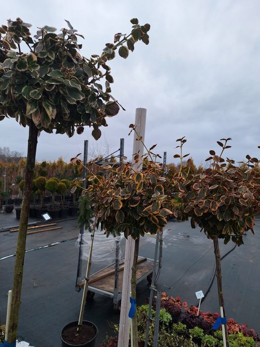 Trzmielina na pniu szkółka roślin w luszowicach zaprasza