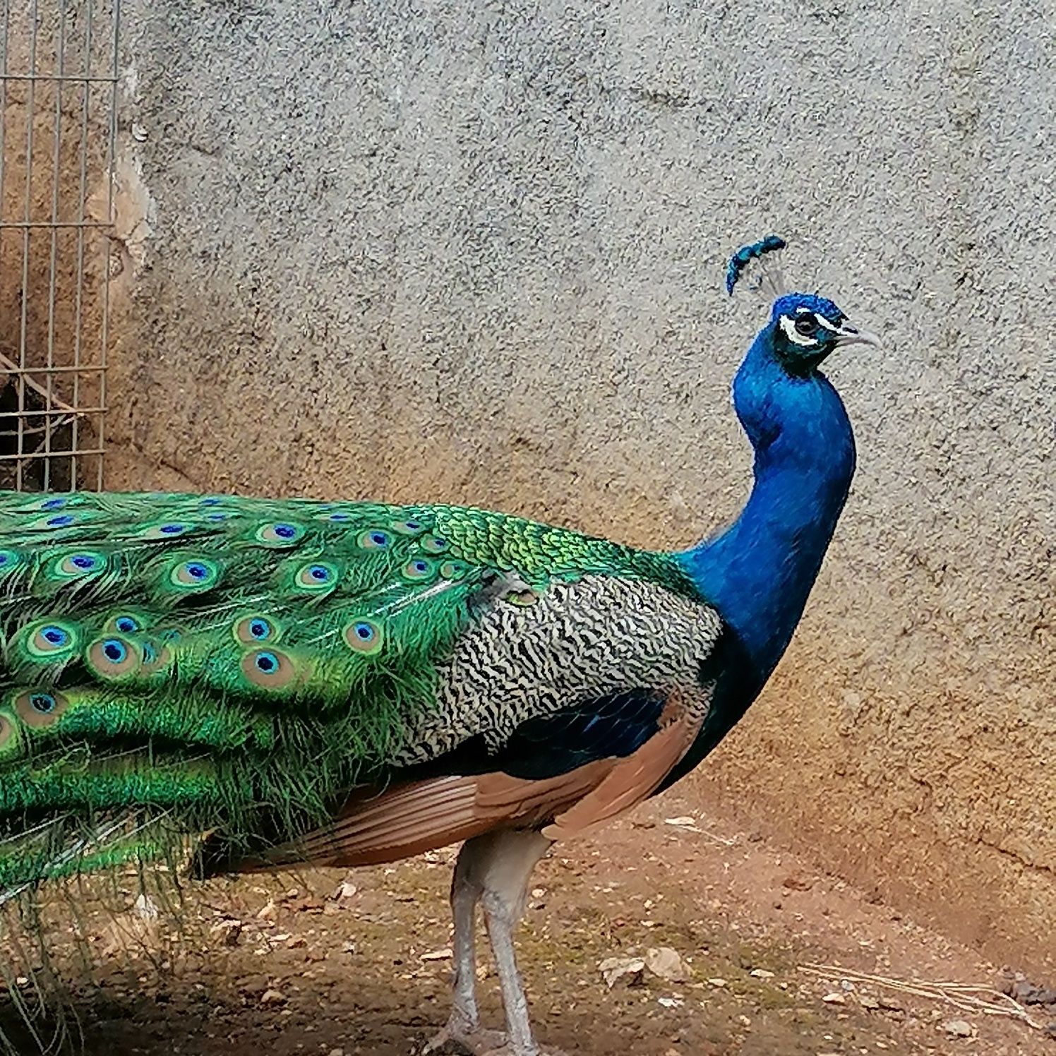 Pavões Azul Real