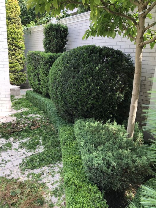 Садівник Петрович