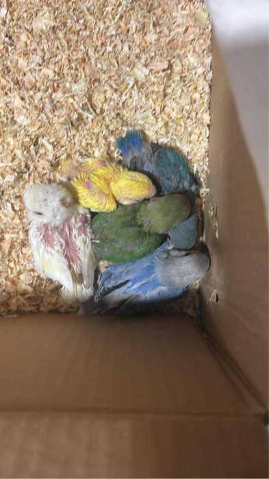 Agapornis para acabar de criar a mao