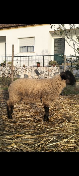 Borrego Suffolk  puro