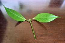 Hoya (hoja) coriacea.