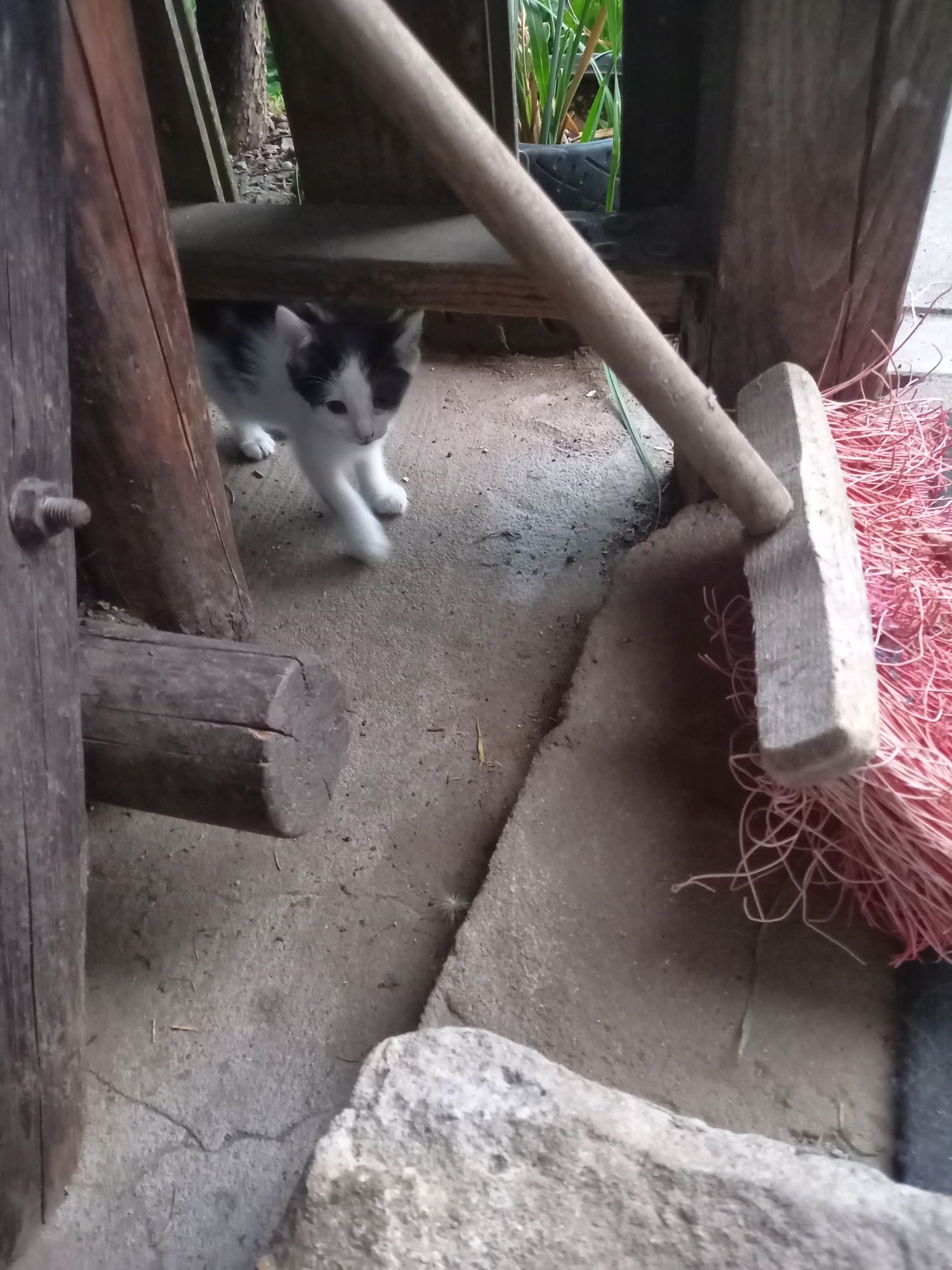 Oddam kotki w dobre ręce