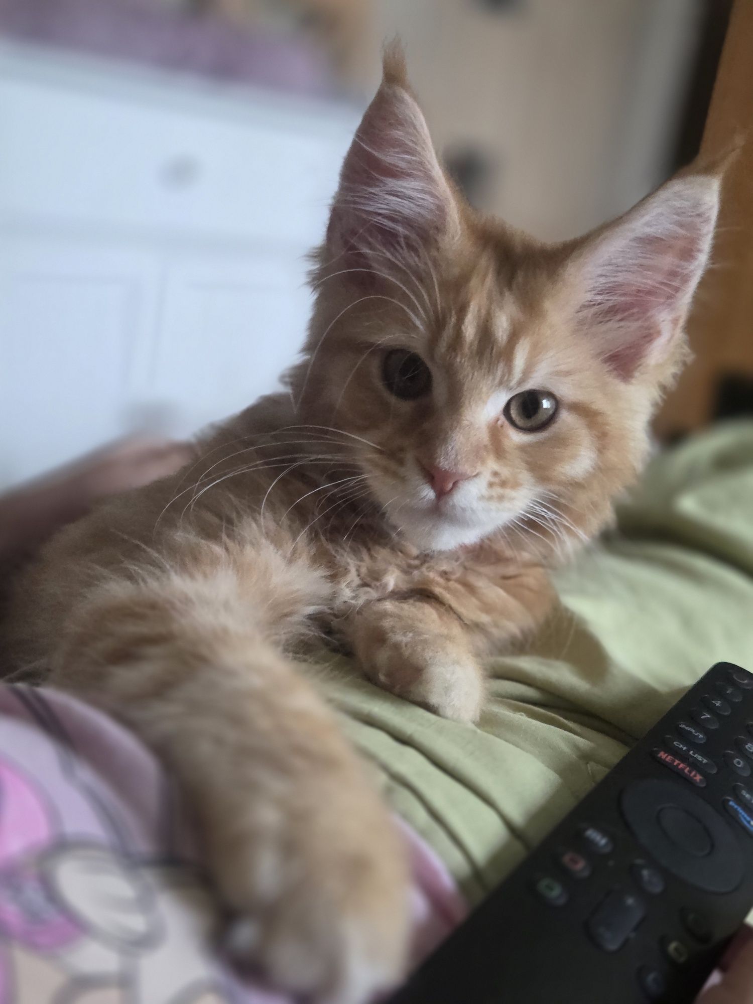 Kocurek Maine Coon