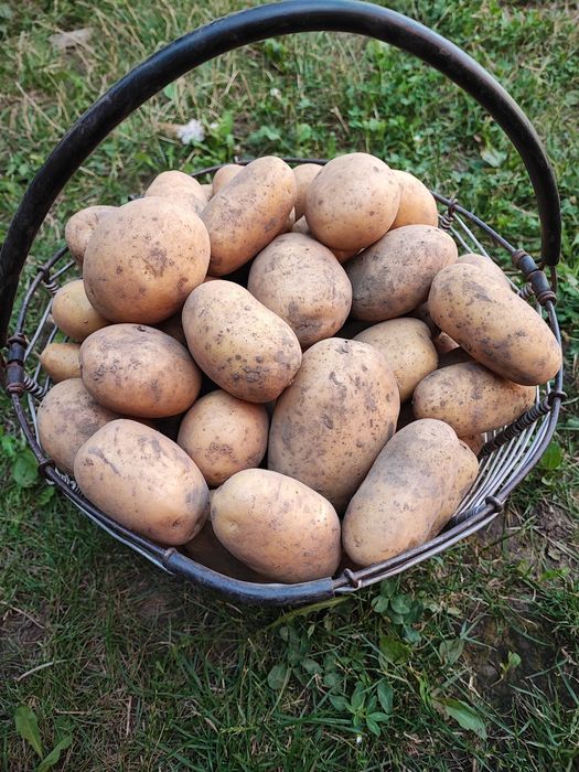 Картопля  домашня
