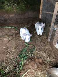 Vendo coelhos caseiros