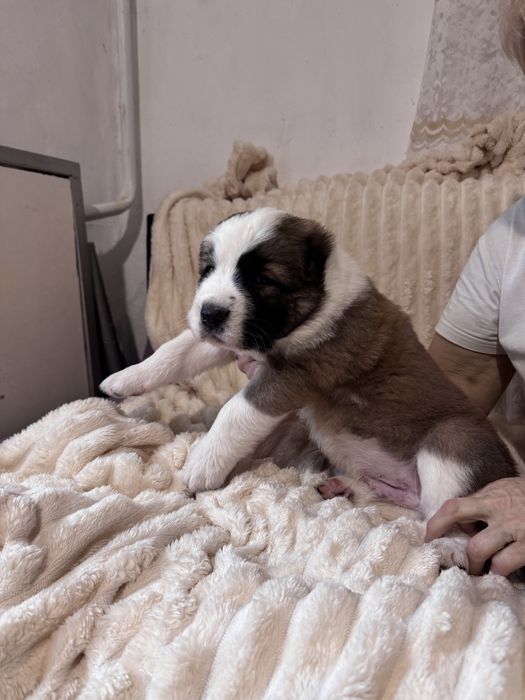 Продам цеценят САО (алабай)