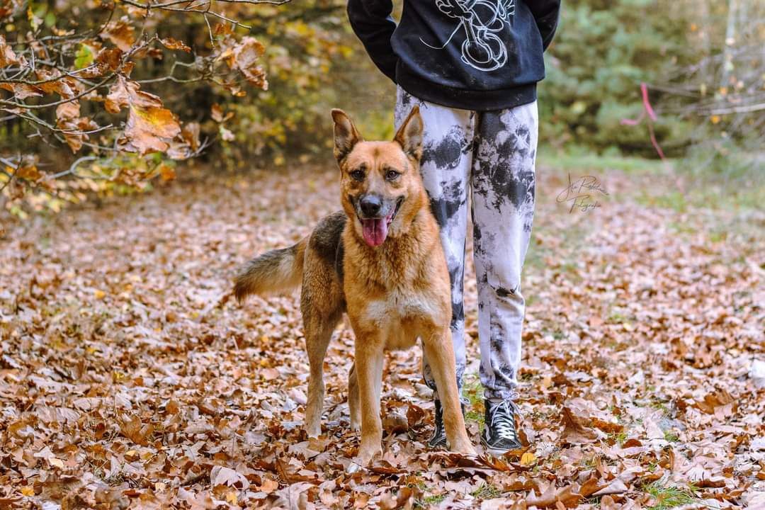 Przepiękny psiak w typie owczarka niemieckiego poleca się do adopcji!