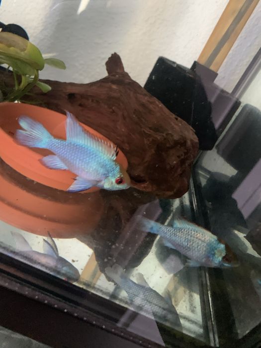 Vendo casal de ramirezi electric blue