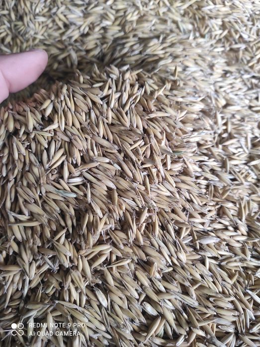 Owies Pablo drugi rok po centrali