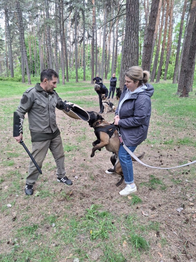 Предлагаю услуги кинолога