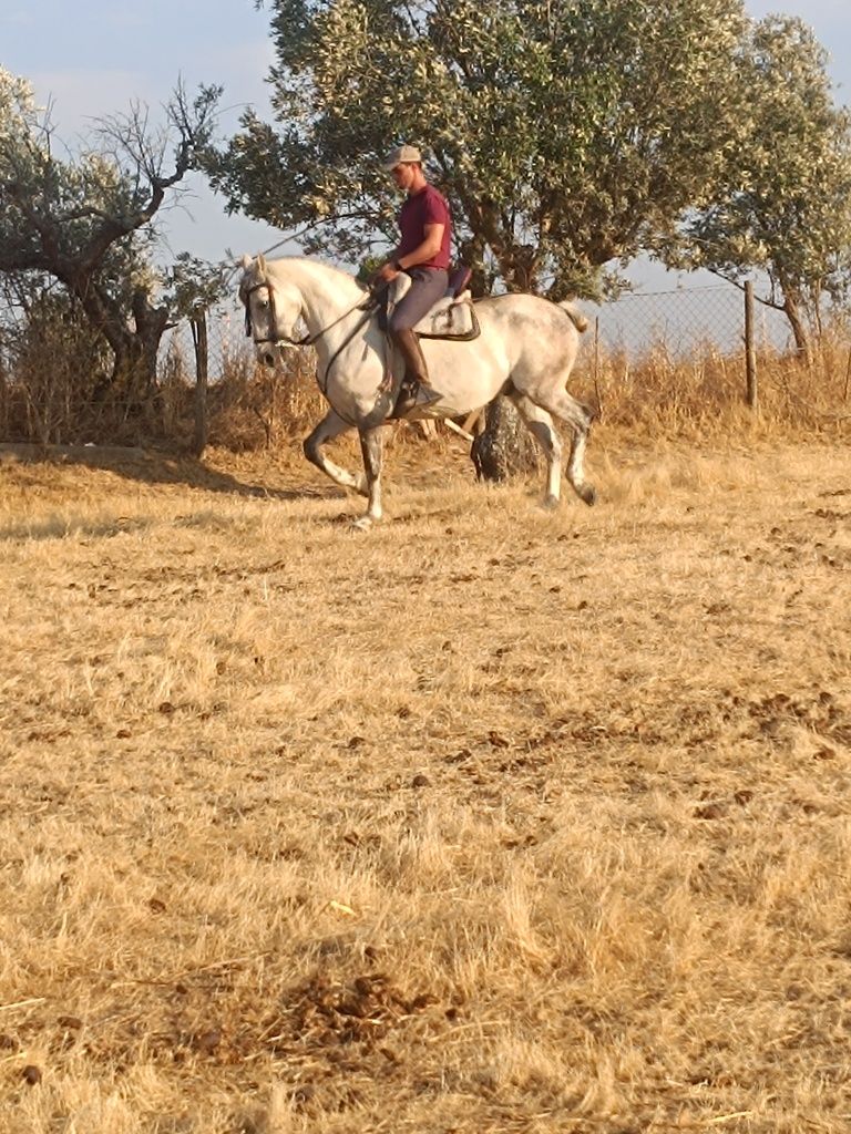 Para venda cavalo capado