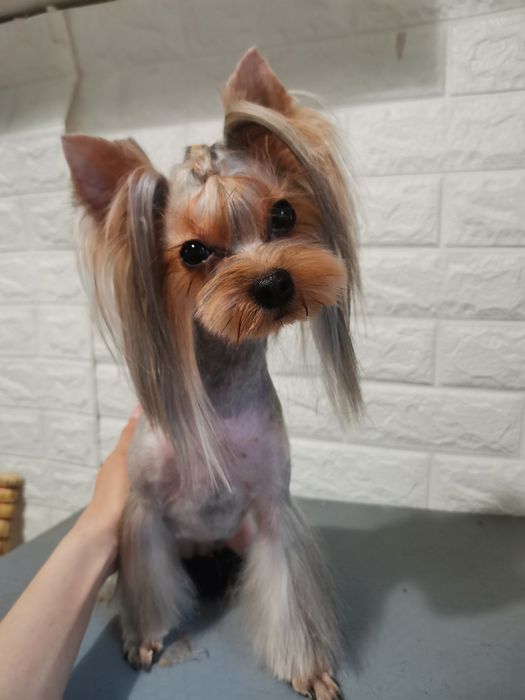 Груминг собаки, коты , салон