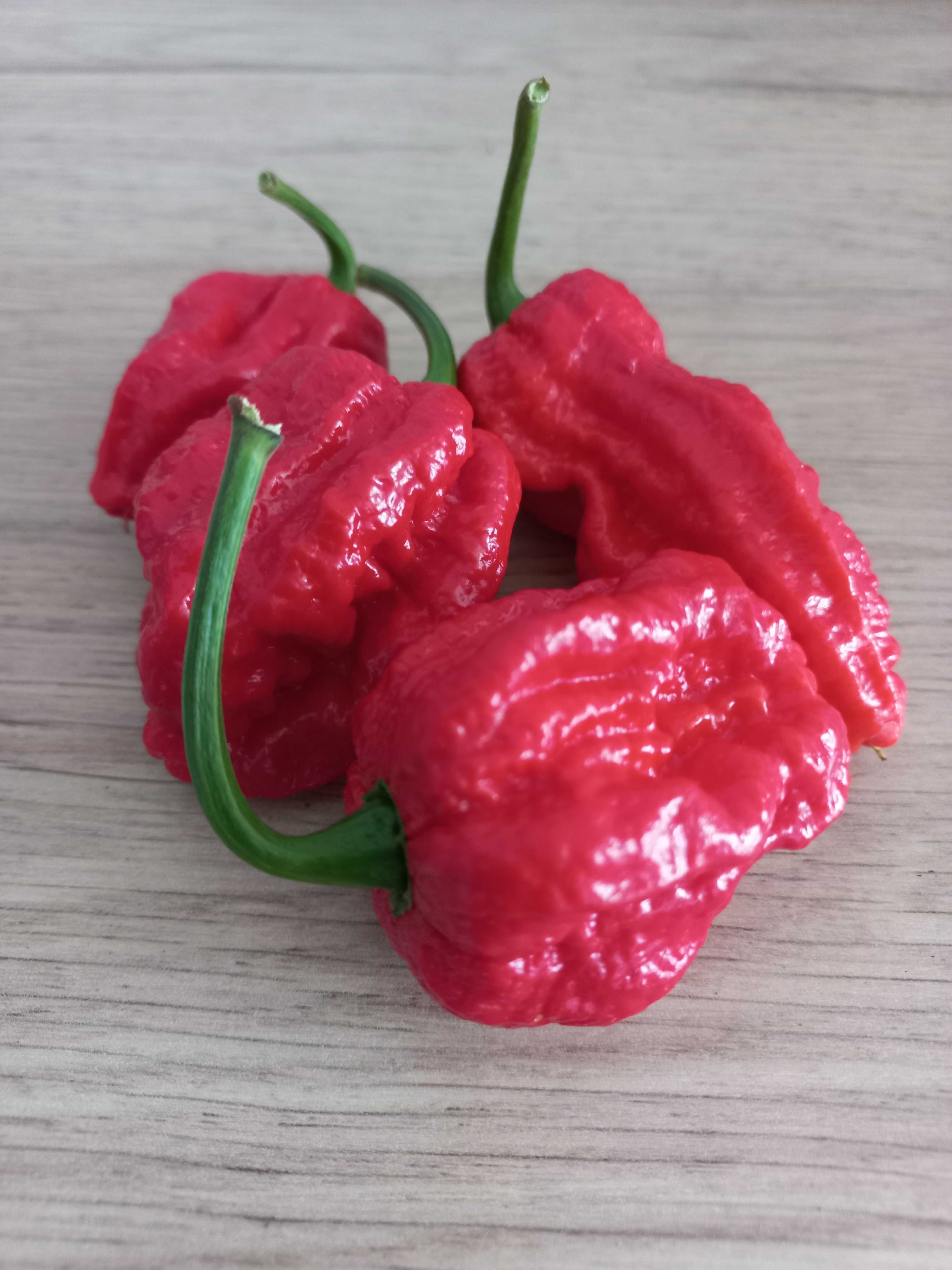 Papryka chilli gkost pepper , 7pot buble gum