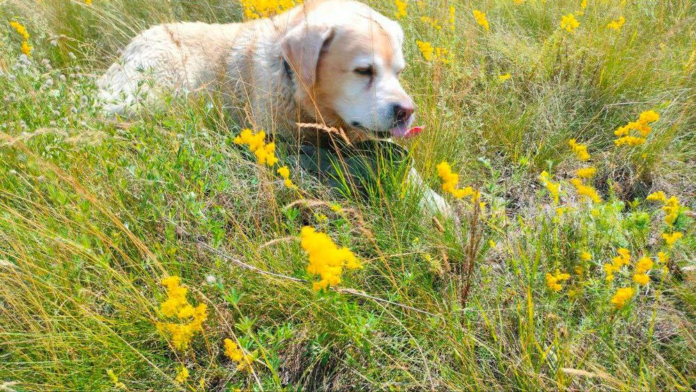 Лабрадор вязка шукаєм дівчинку