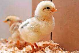 інкубаційне яйце адлера сріблястого Україна оптом та в роздріб