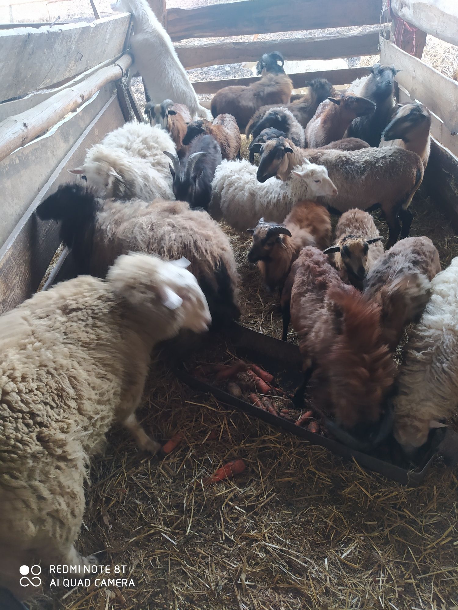 Owce tryki barany