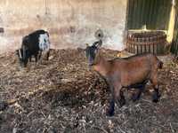 Cabras Anas muito pequenas