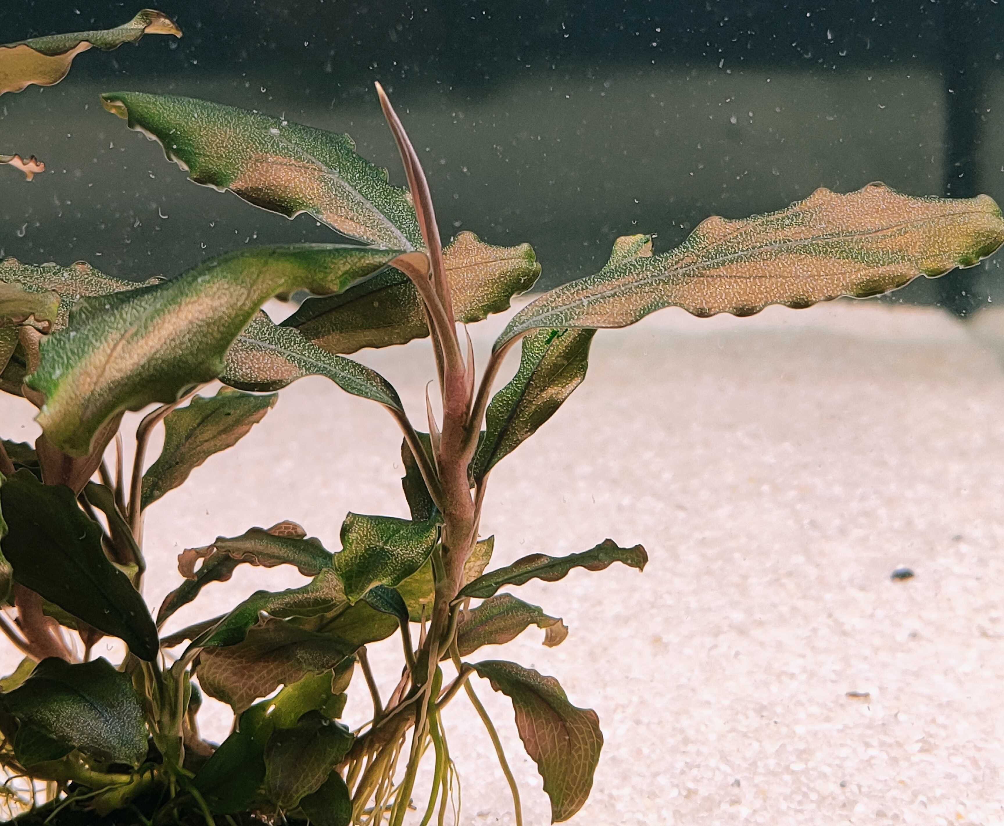 Bucephalandra Red Cerberus Rarytas