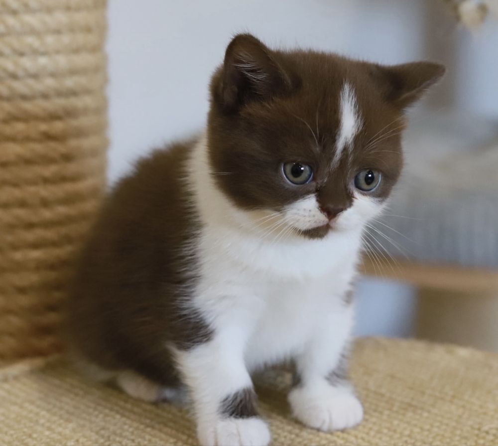 Fêmea  British Shorthair com LOP