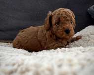 Pudel Toy sunia red/brown badania genetyczne