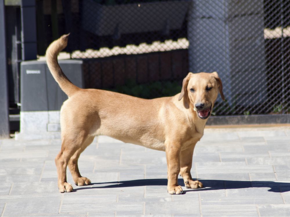 Ok. roczna Zuzia do pilnej adopcji, tak długo czeka na dom!