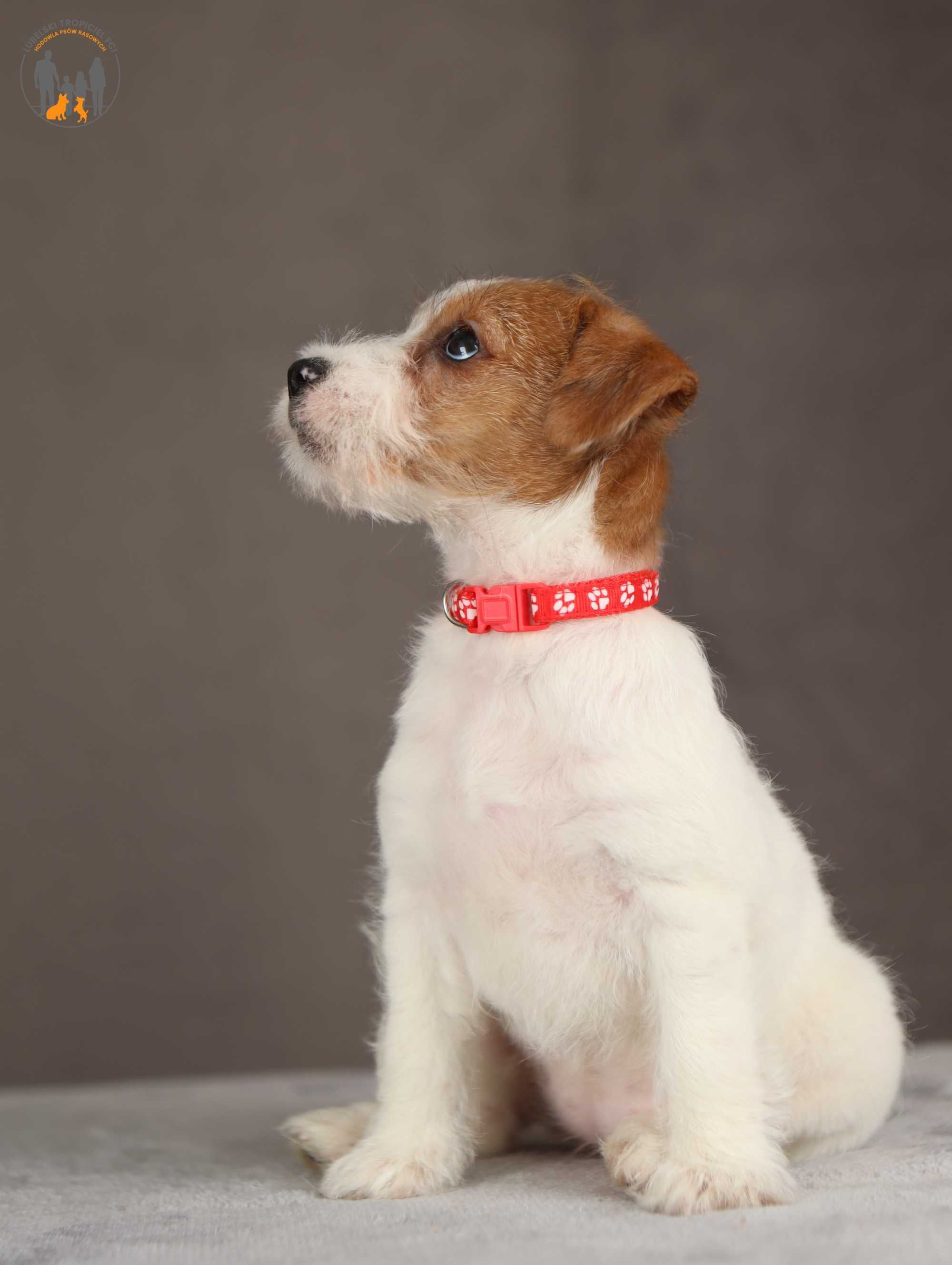 Jack Russell Terrier ZKwP FCI suczka po CH.PL rezerwacja