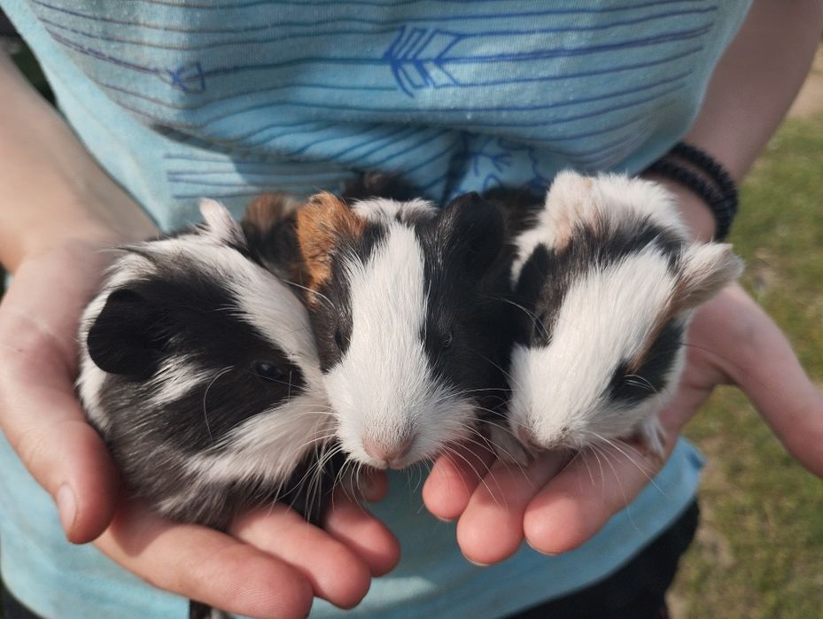 Віддам морські свинки