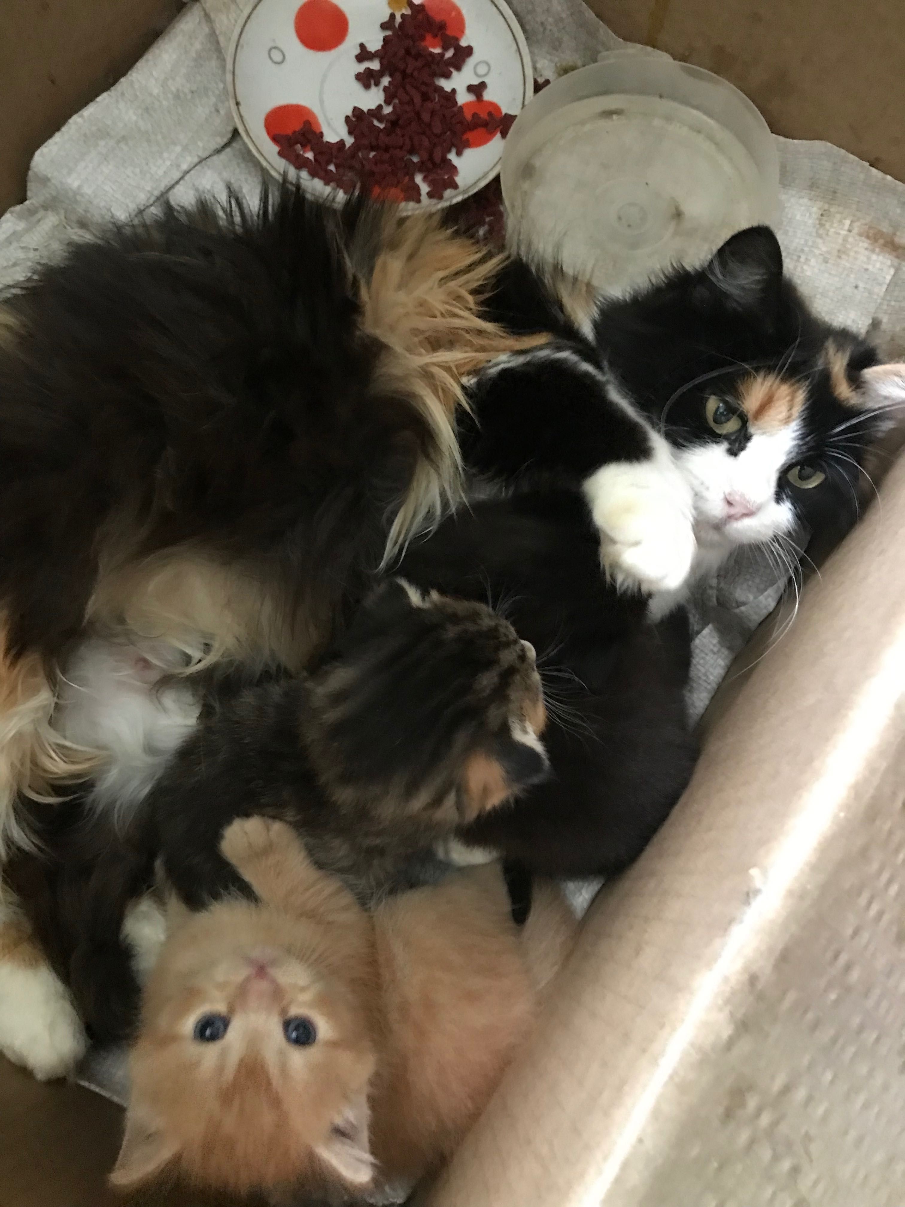 Котята только месяц