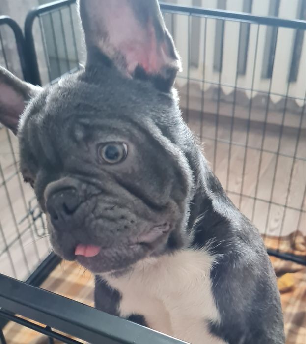 Французькі бульдоги