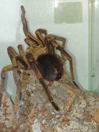 Phormictopus auratus