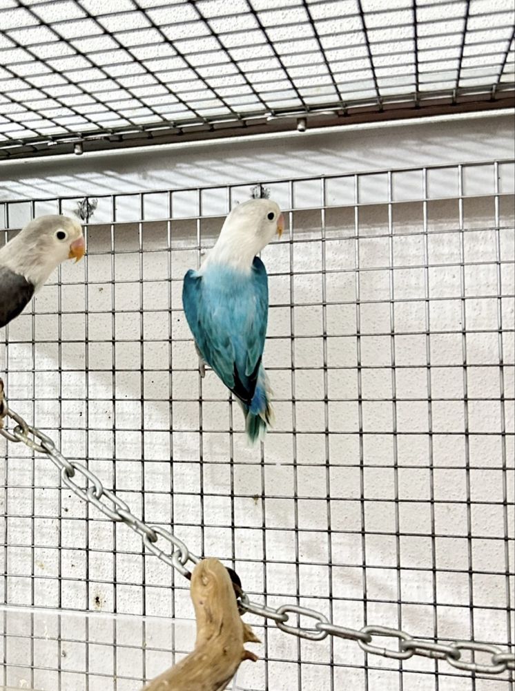 Agapornis fischers