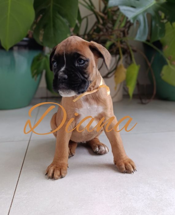 Bokser boksery szczeniak szczeniaki szczenię suczka suka