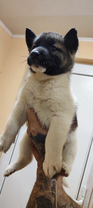 Американська акіта! Розплідник пропонує