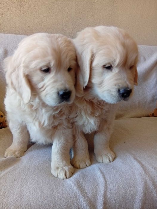 Szczenię golden retriever do odbioru samiec