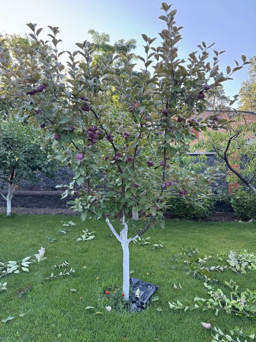 Професійний догляд за садом та ландшафтні роботи під ключ.