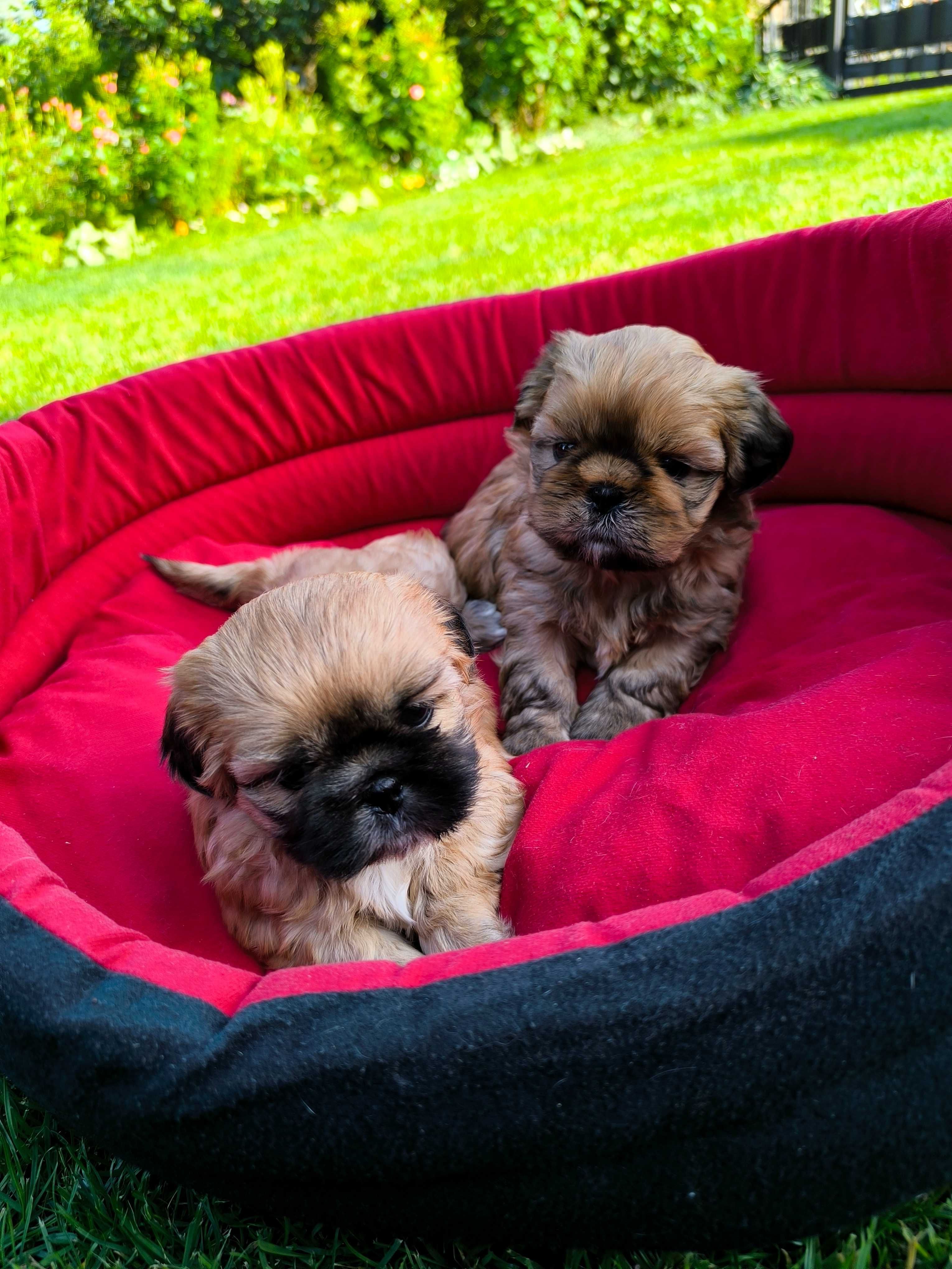 Shih-Tzu (Piesek)