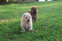 samiec chow chow