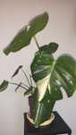 2 w 1 Monstera thai constellation