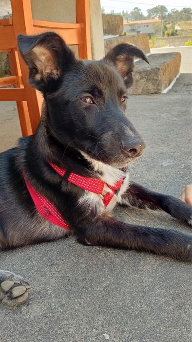 Cãozinho com 8 meses para adoção responsável