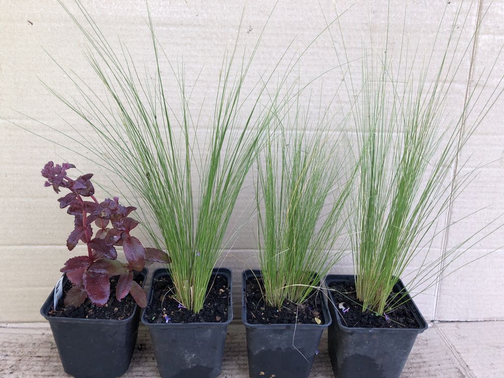 Zestaw roślin na słońce stipa, rozchodniki, żurawki