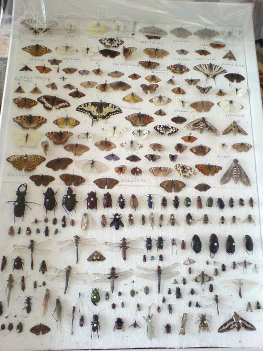 Колекция бабочек,жуков,насекомых для студентов