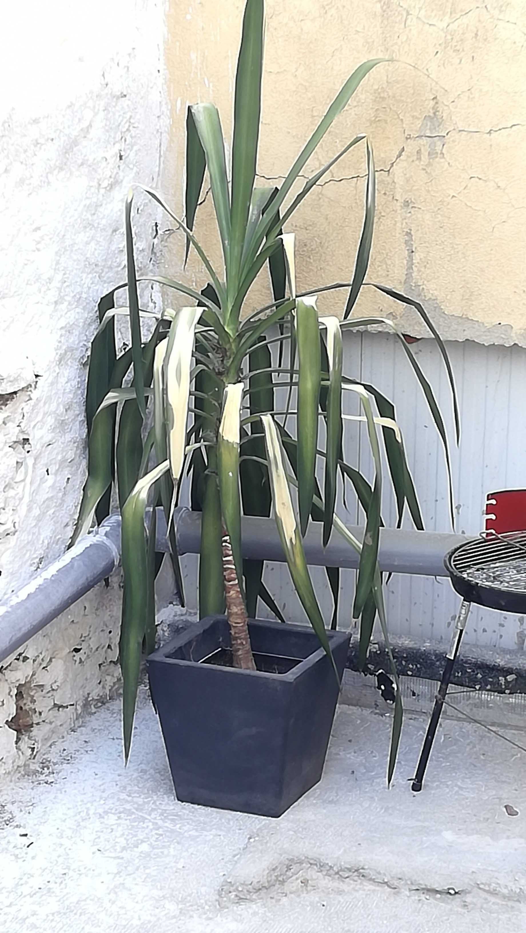 Planta Yuca / Yucca de 1,5m