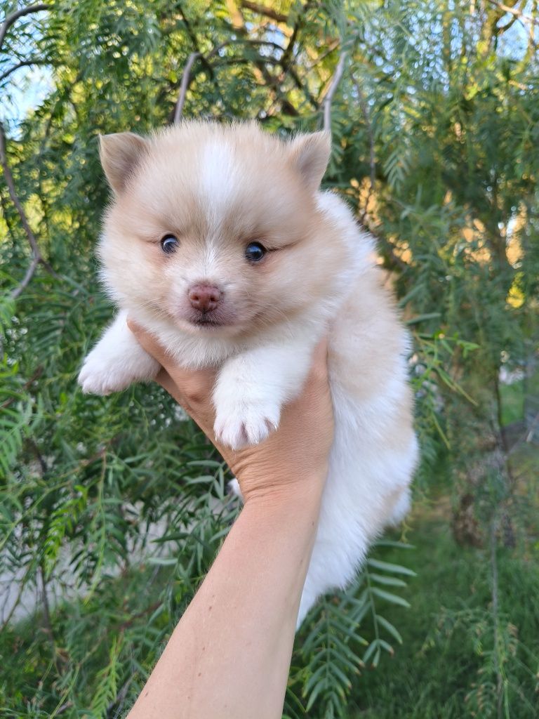 Spitz alemão anão menino