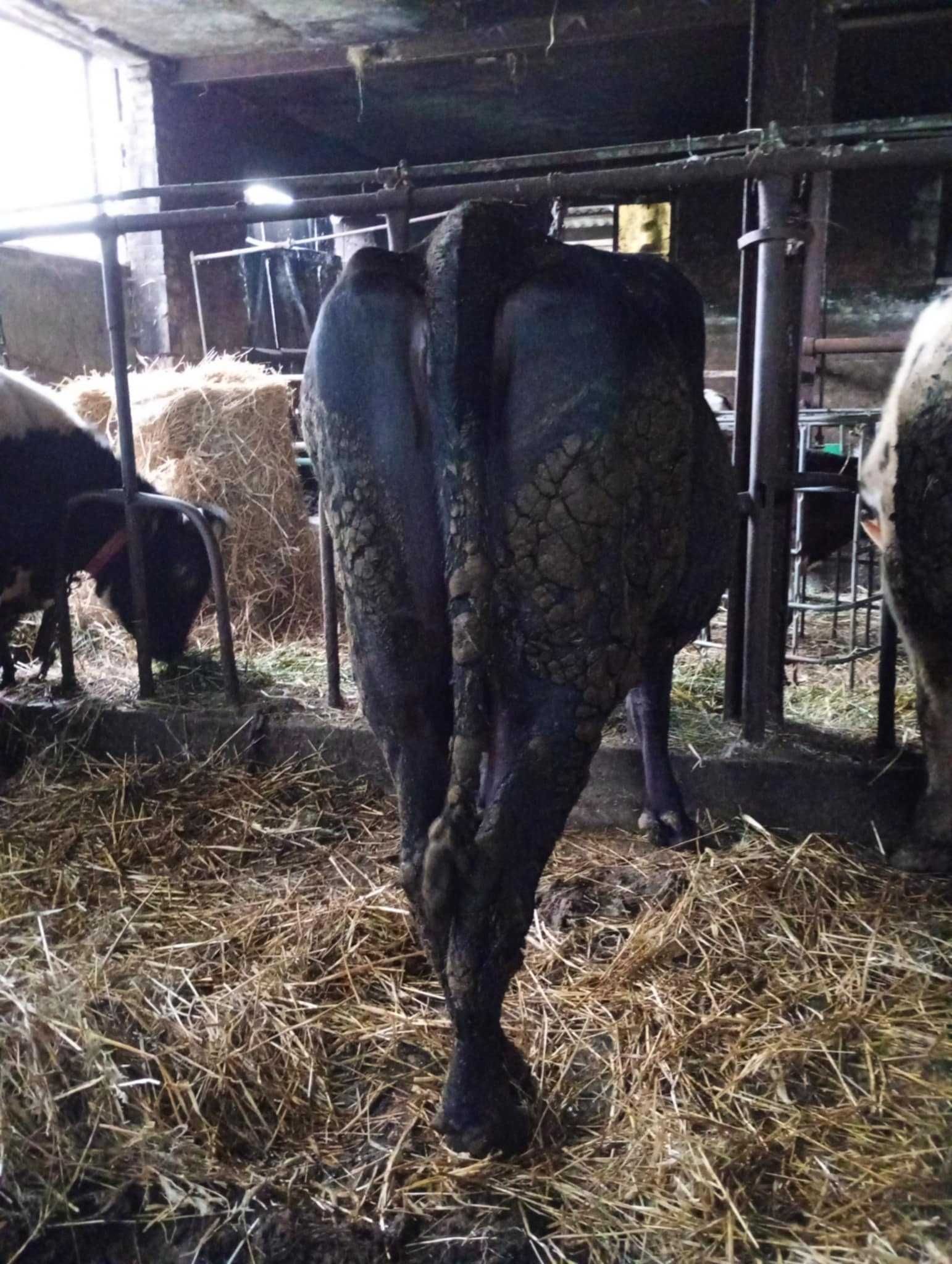 Zacielona  Krowa angus