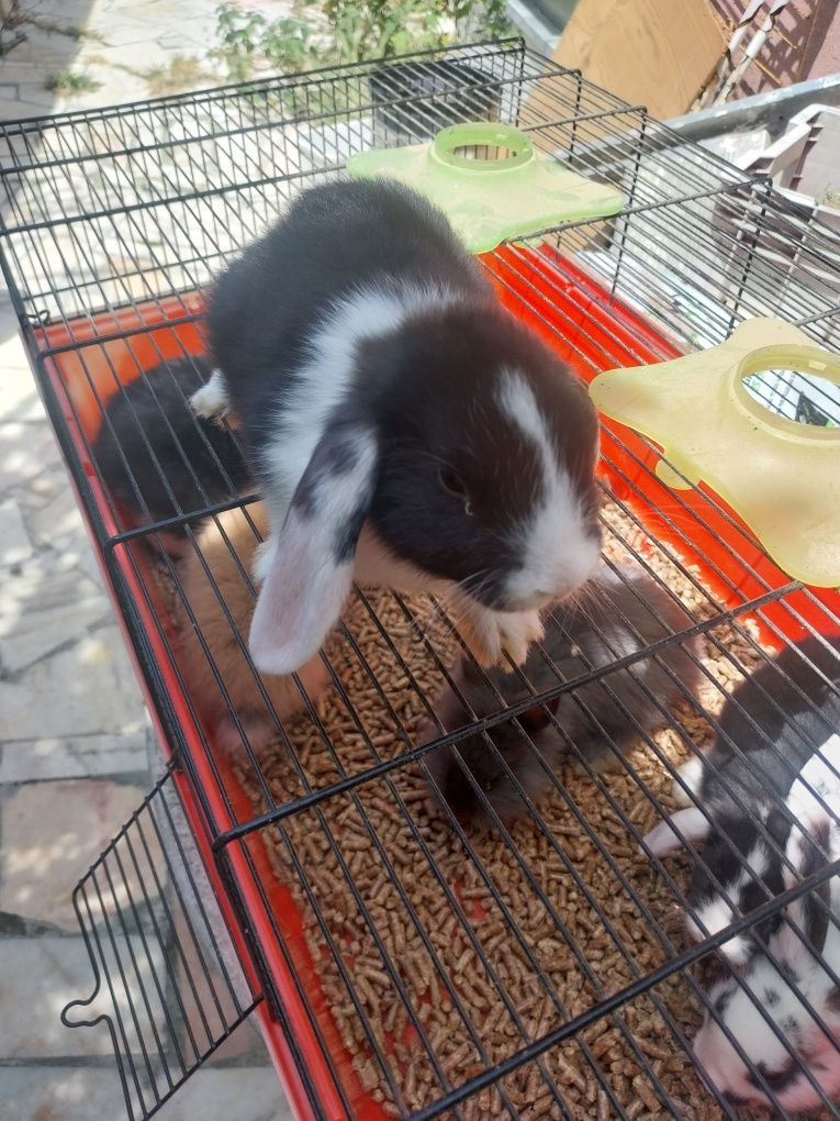 Coelhos anões minilop orulhudos