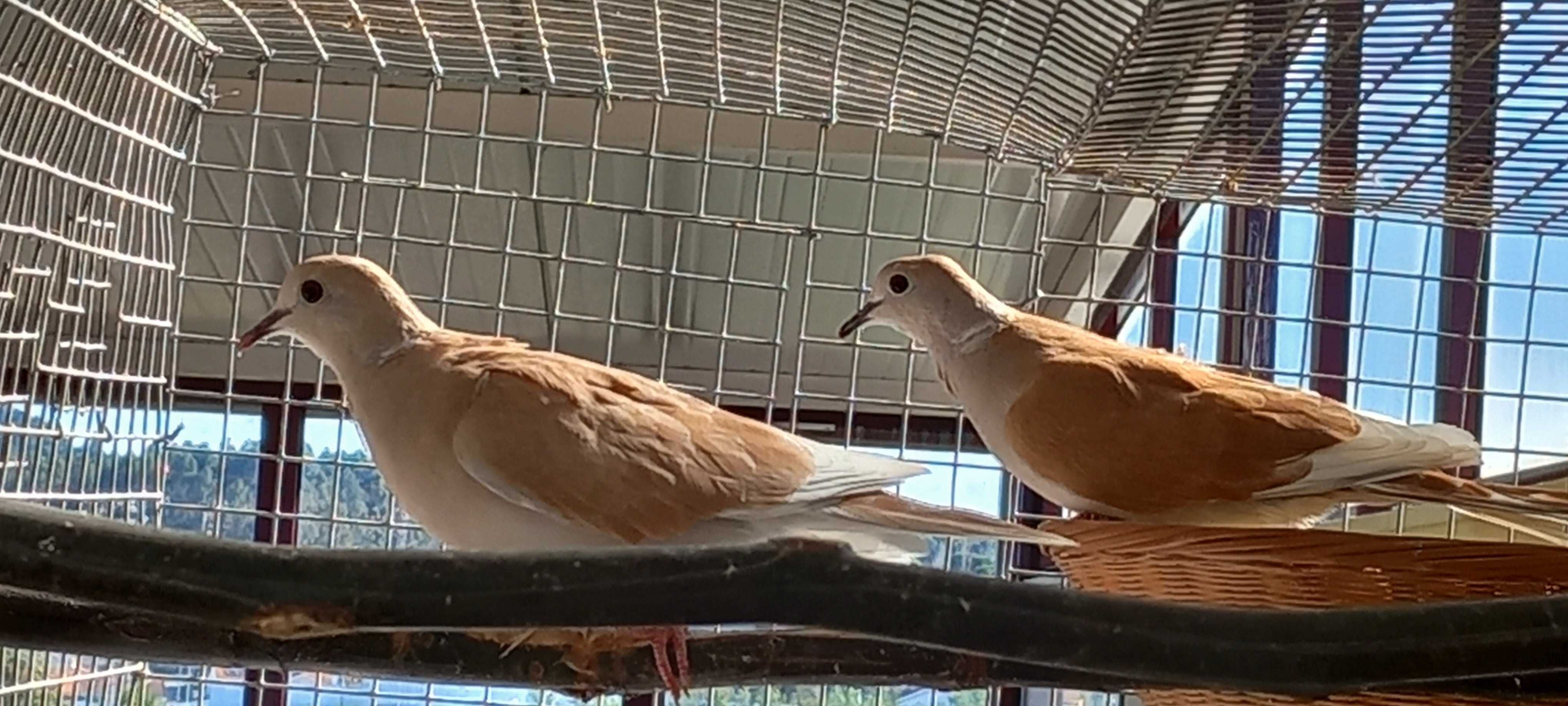 Canário e agapornis machos Diamantes papagaio kakarikis